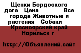 Щенки Бордоского дога › Цена ­ 60 000 - Все города Животные и растения » Собаки   . Красноярский край,Норильск г.
